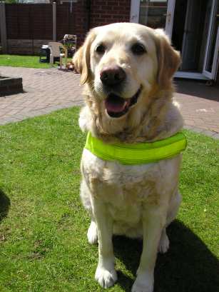 Carla the Dog
